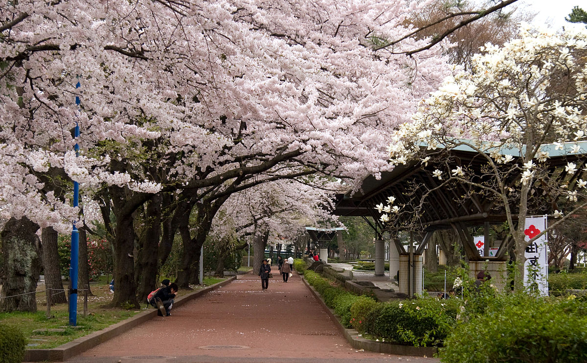 April is cherry blossom season in Japan and this scene is a good example of what to expect.