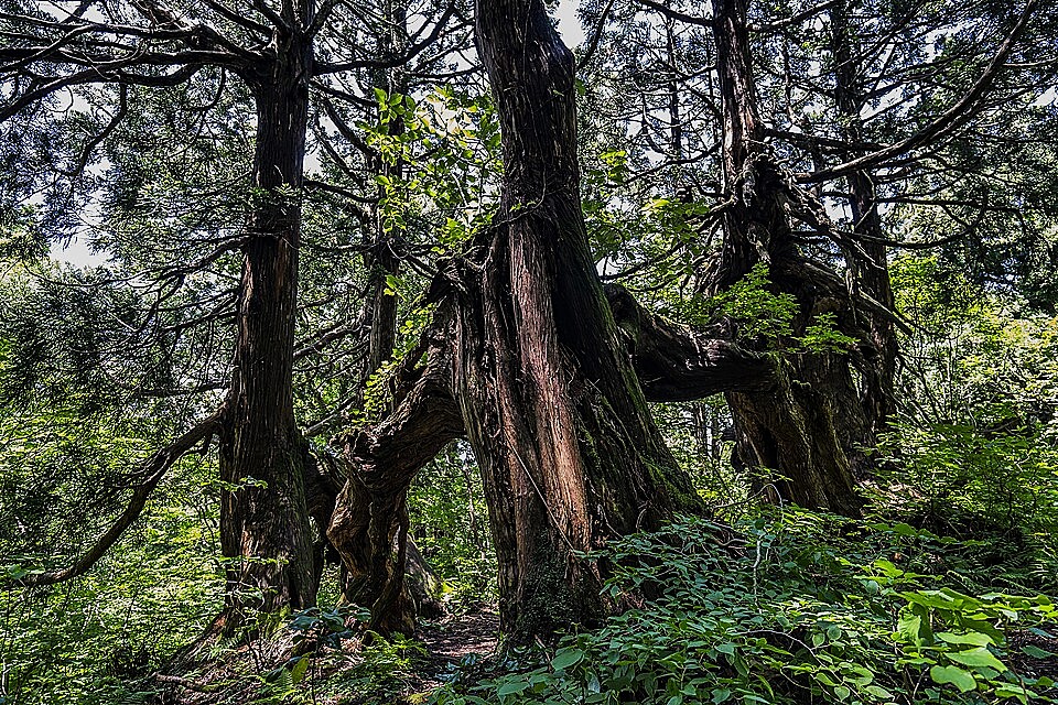 Niigata Prefecture's ancient sugi cedars on the remote Sado Island