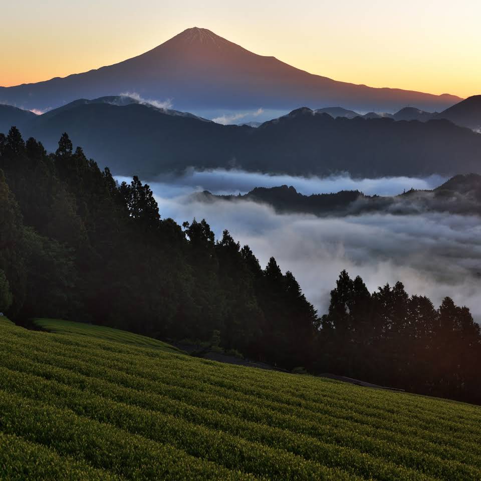 Sea of Clouds and tea fields in the Nunozawa valley west of Tokyo