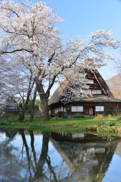 Shirakawago Village farm house and old cherry tree