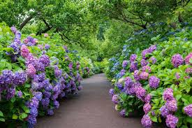 June is famous all over Japan for ajisai hydrangeas like these.