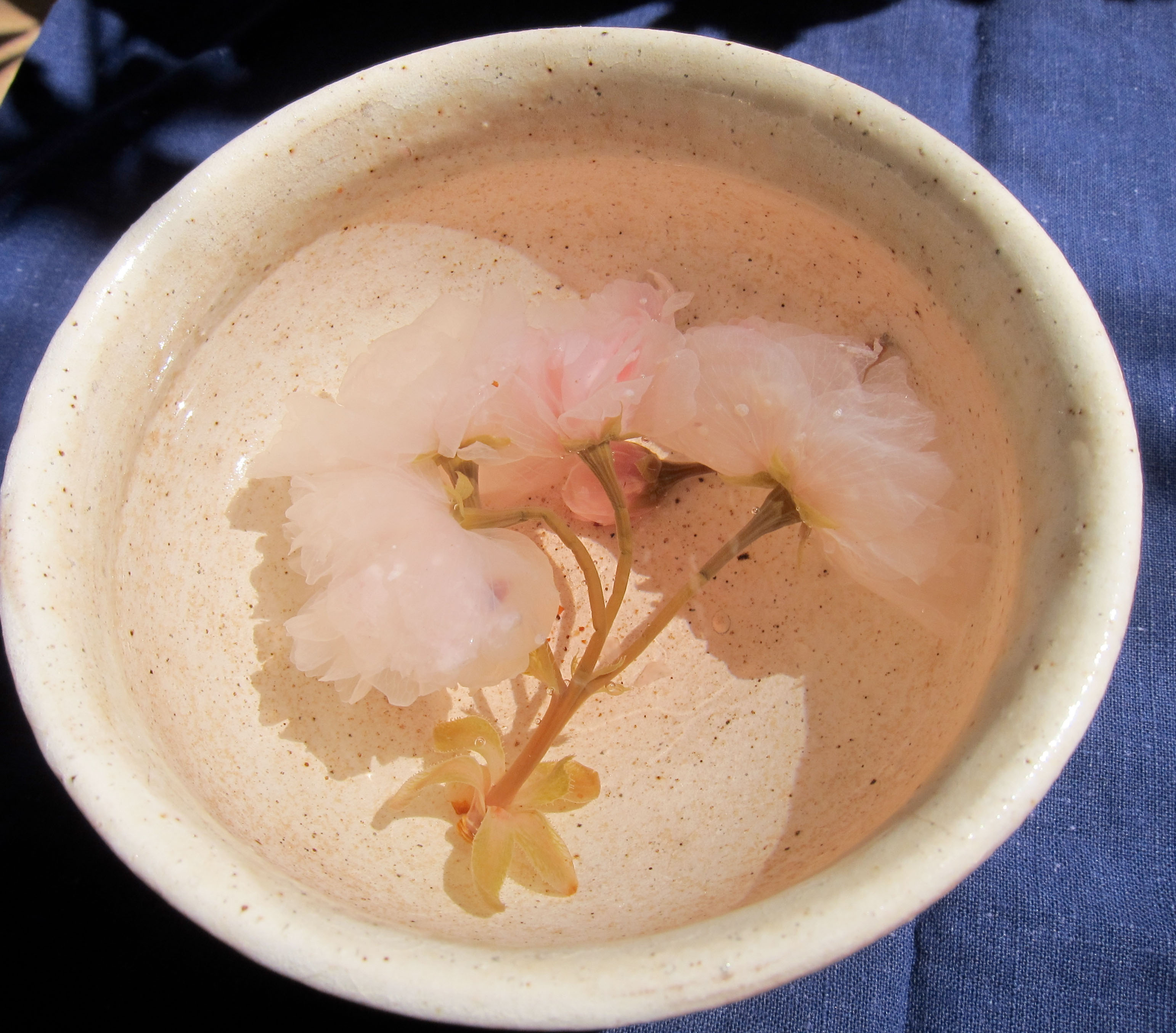 April cherry blossom tea is slightly salty and looks like a fairytale beverage