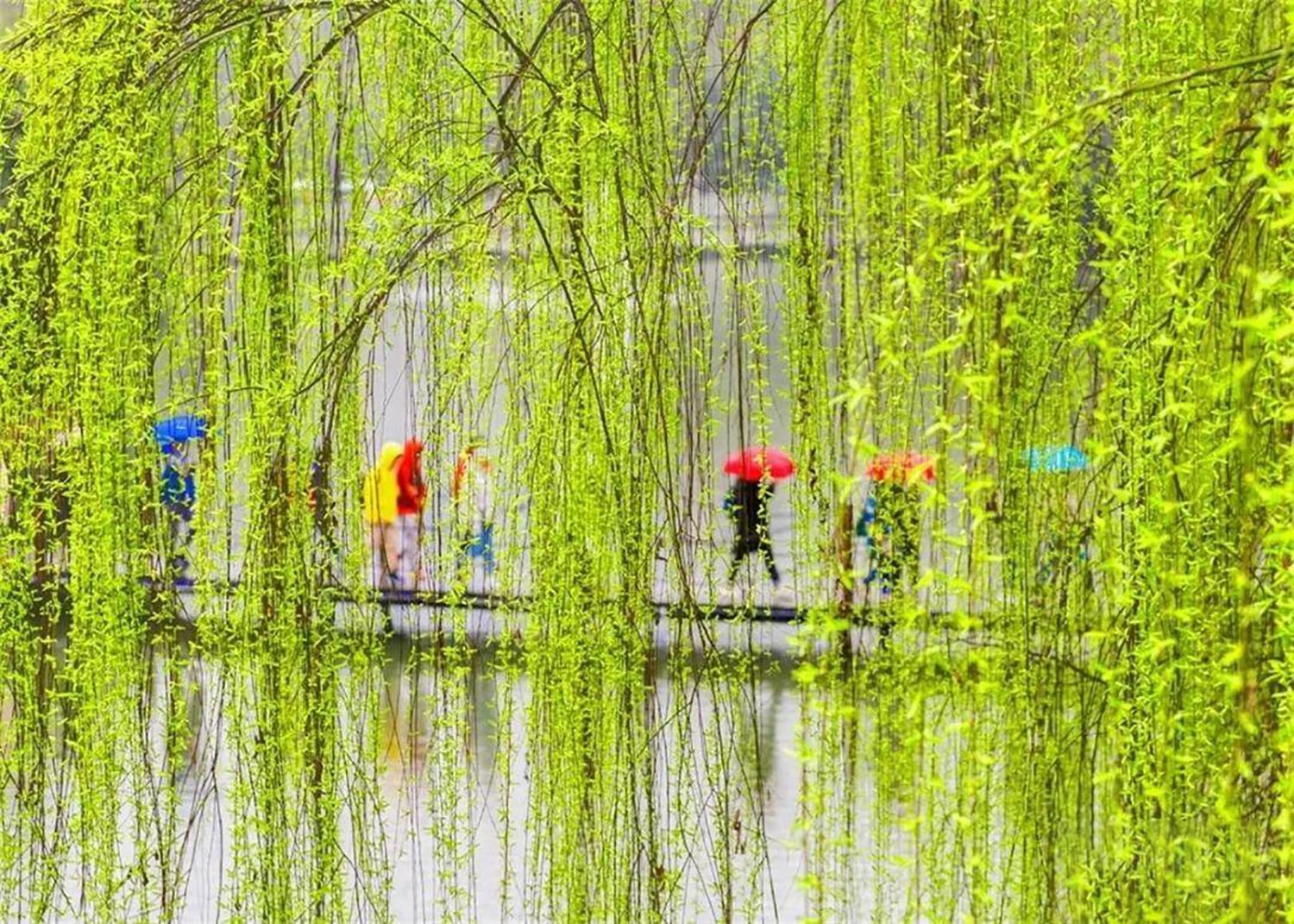 April is cherry blossoms for most but never forget the beauty of early jewel green willow leaves