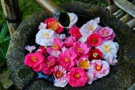 Camellia flowers add color to winter in Japan and can be seen from December to March