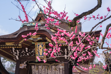 Kyoto's Kitano Tenmangu Shrine is the most famous in all of Japan for ume plum blossoms