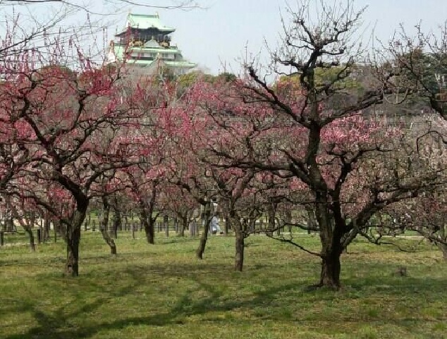 Ume plum blossoms in a plum orchard below Osaka Castle