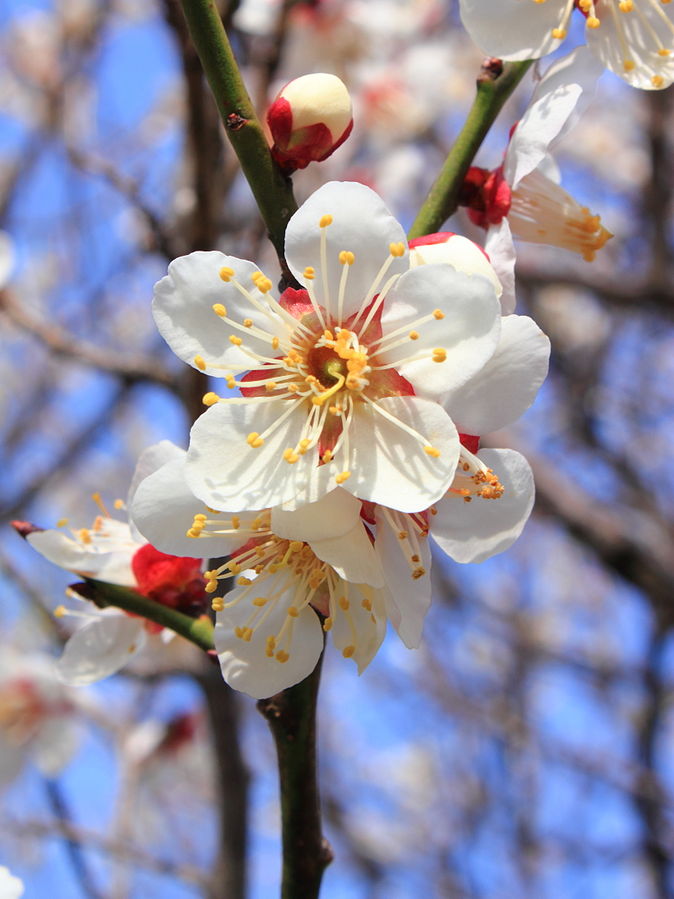 Closeup of a white ume plum blossom, which also create a powerful fragrance unlike cherry blossoms