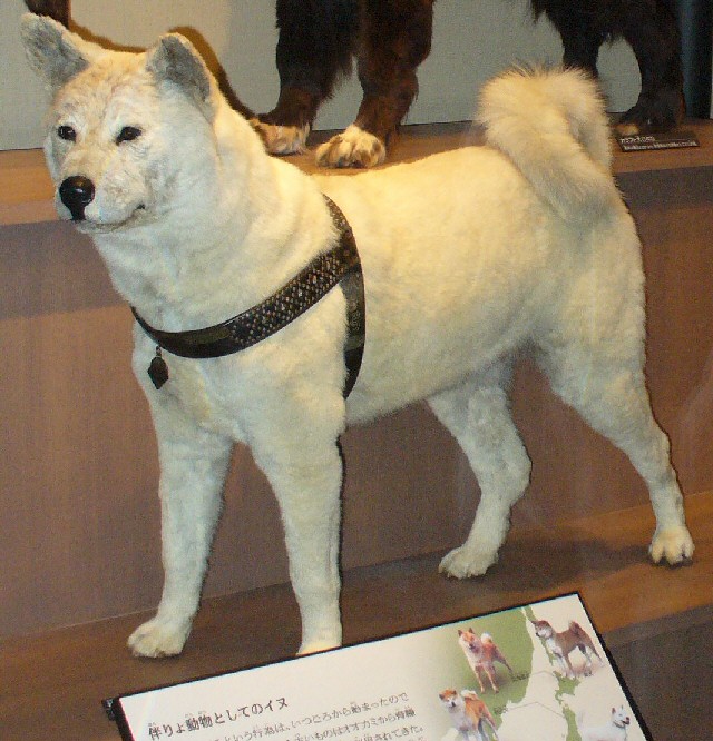 Hachiko, the most famous Akita dog of all time, was loyal to a fault and even became the star of two films!