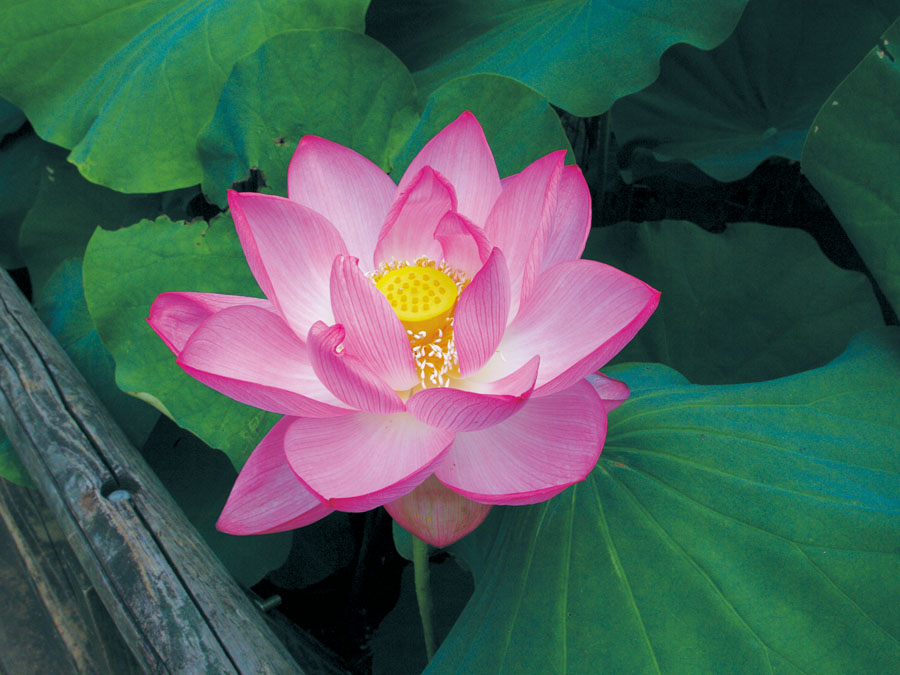 When it comes to flowers, July in Japan is flooded with images and scenes featuring the lotus flower: a symbol of enlightenment in Japanese Buddhism