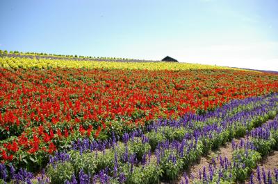 Furano flower fields Hokkaido