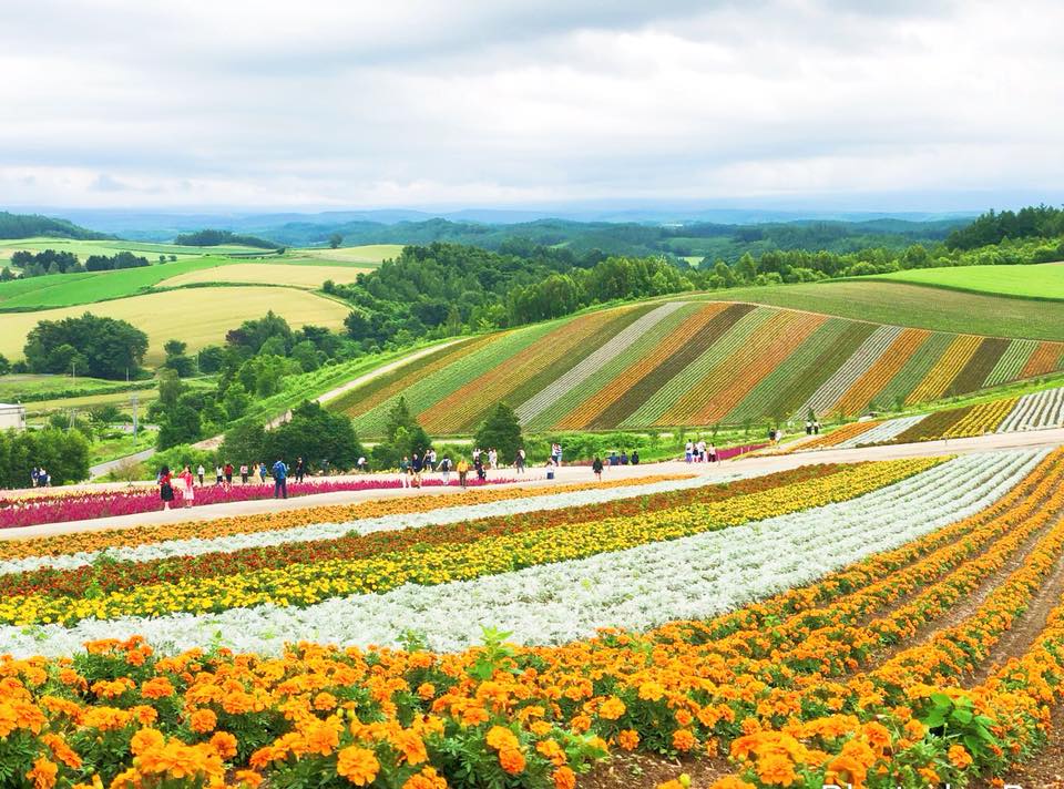 The amazing central-Hokkaido flower fields of Furano & Biei.