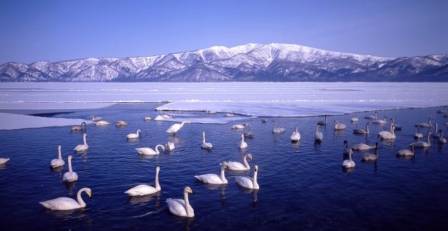 Shore bird scenes like this are commmon in winter or summer in many coastal areas of Hokkaido