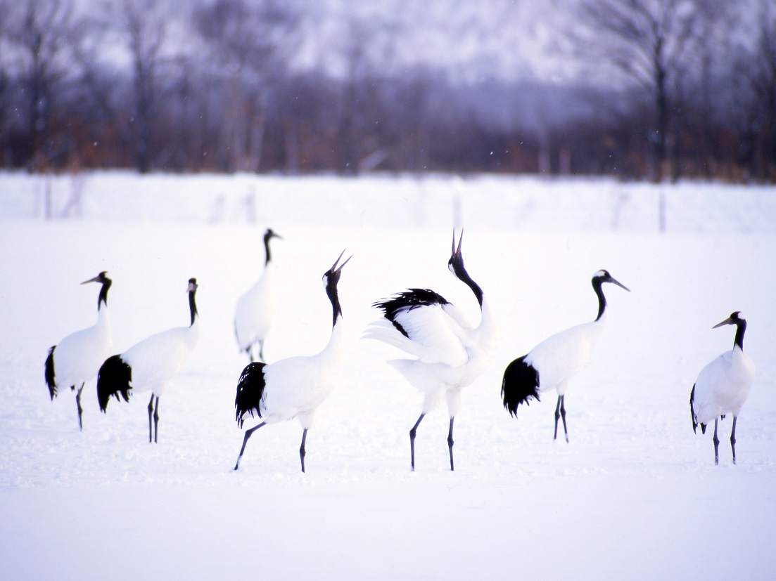 The famous red-crested crane mating dances in the marshes of Kushiro