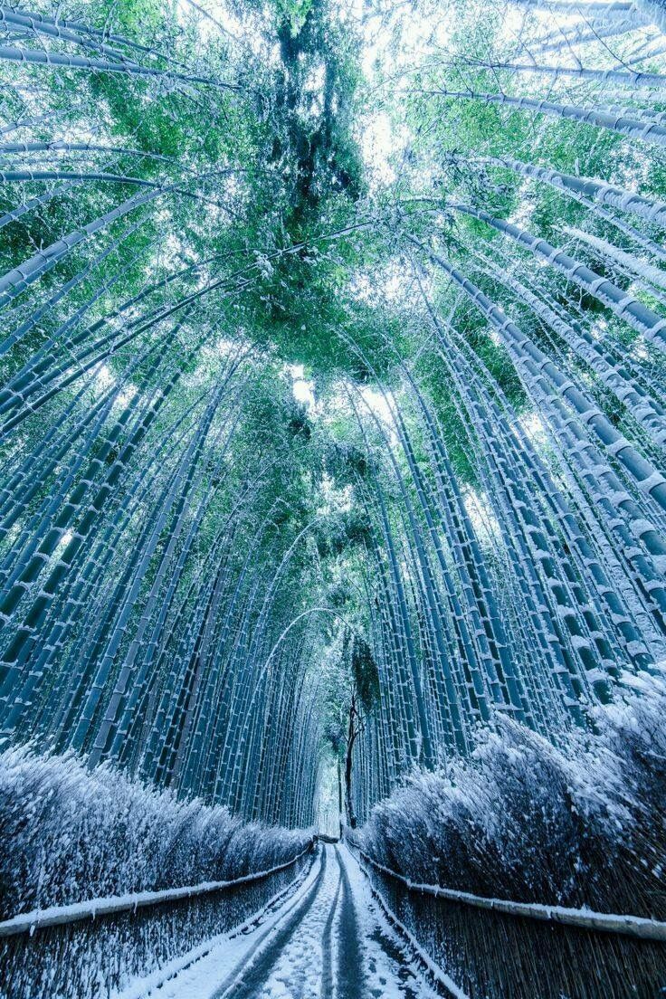 In January bamboo forests like this one can be snow wonderlands