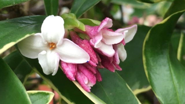 Chinchoge Japanese daphne fill the spring air with a thick fragrance