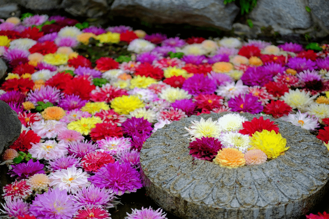 Peonies of many colors in Nara Prefecture in May.