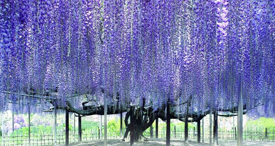 The month of May brings wisteria scenes like this, new leaves and lots of new flower including botan peonies, look for them!