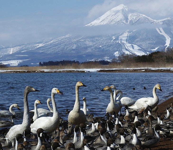 Swans on their winter migration, with Fukushima Prefecture's Mount Bandai in the background.