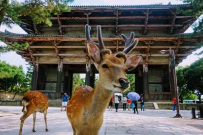 Nara Park and deer on a recent private guided day trip from Osaka