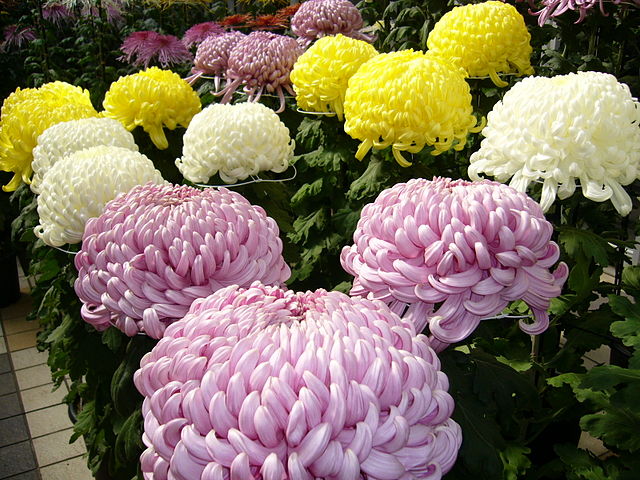 The Japanese imperial family is known as the Chrysanthemum Throne and November is the best months to see these strong flowers!