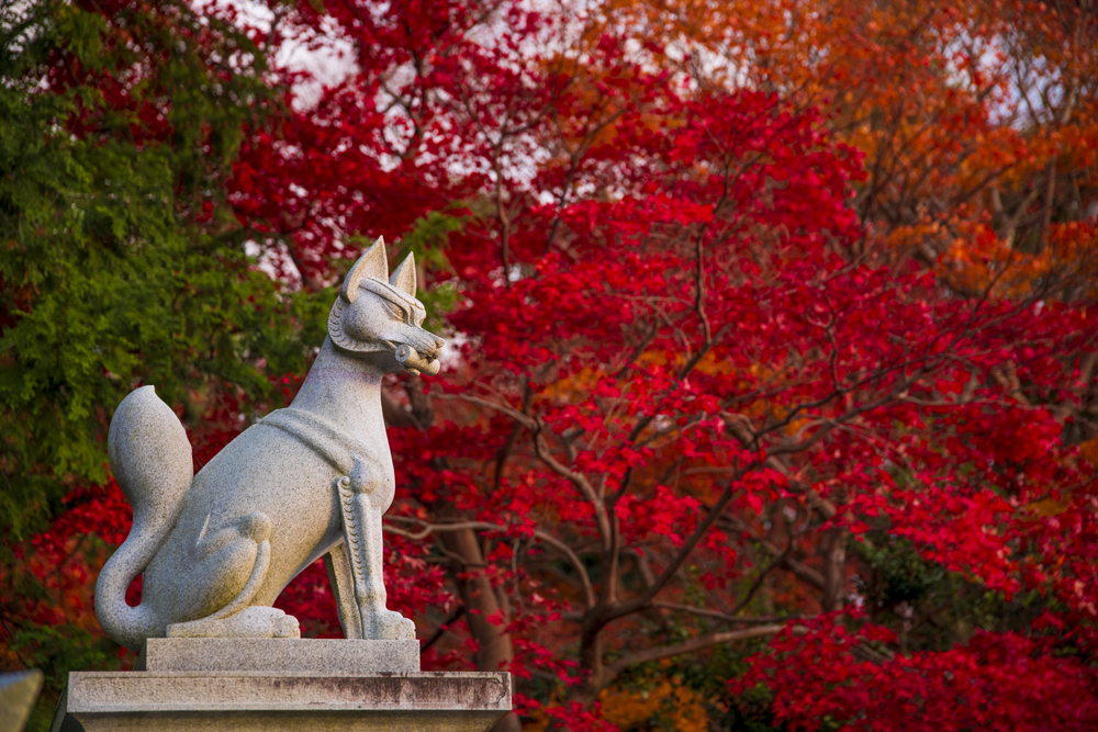 November momiji maple season is amazing and these red colors in Kyoto's Fushimi Inari Grand Shrine are perfect!