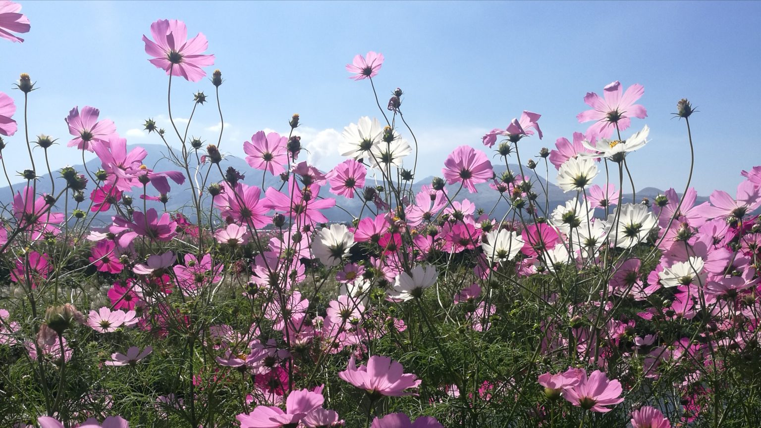 Japan's countryside scenes in October are tinted with the colors and grace of akizakura cosmos flowers.