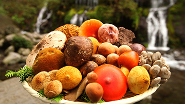 Japan is famous for its many mushroom varieties and their uses in Japanese cuisine. This basket has many varieties that appear in October.
