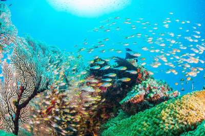 The incredible coral reefs of Okinawa