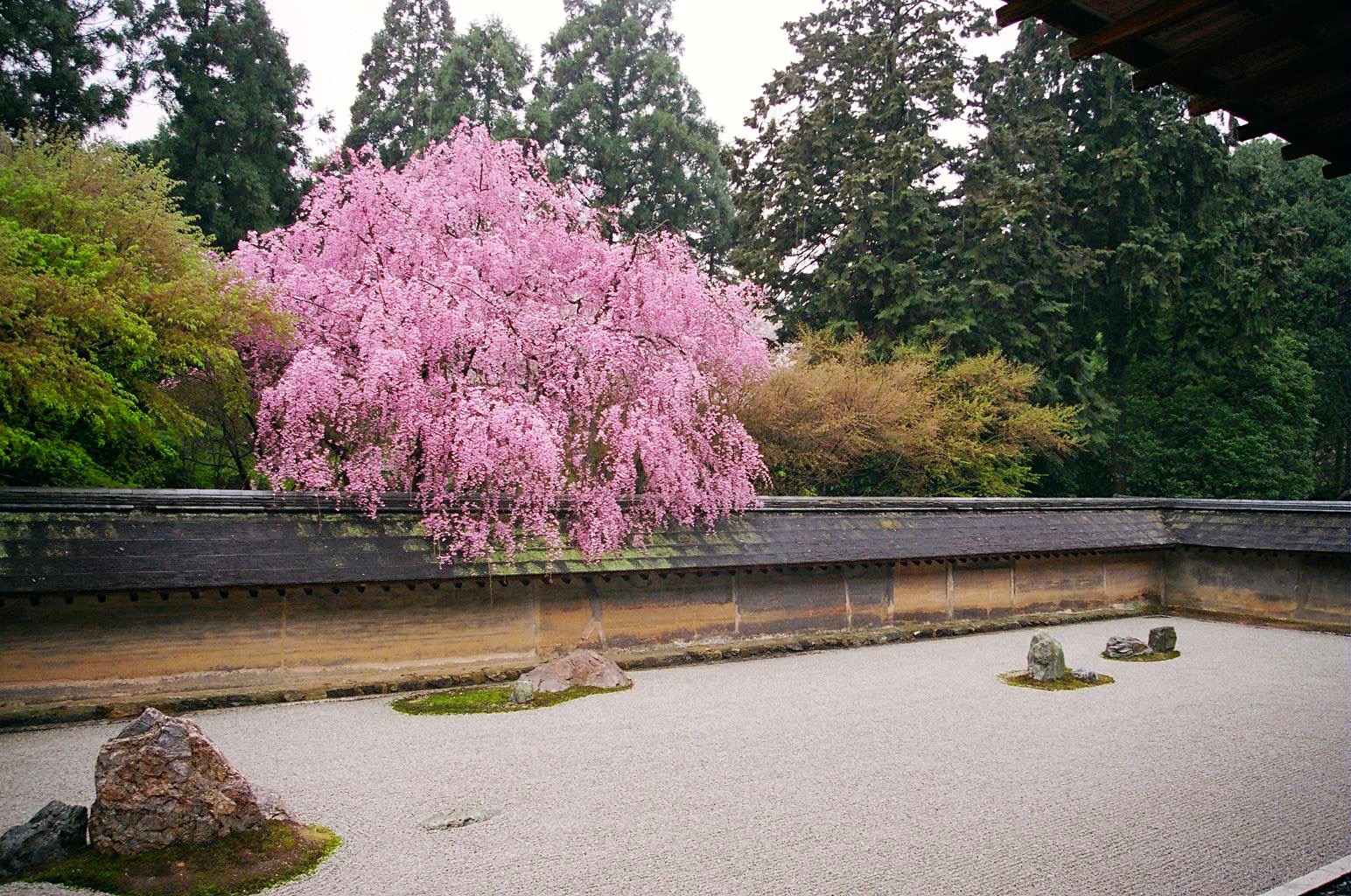 The main Ryoan-ji Temple Zen garden in cherry blossom season.