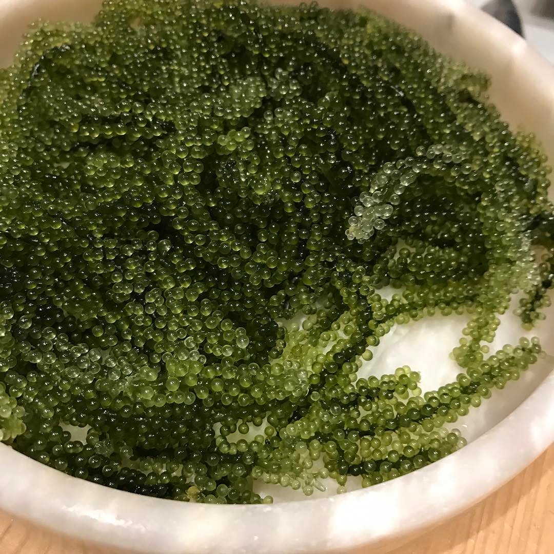 Okinawa's delightful sea grapes or umibudo, a world-class treat to remember!