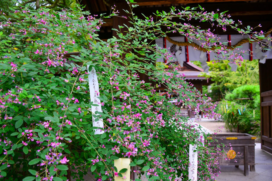 One of the most beautiful sights in September in Japan are the lush hagi bush clover bushes in flower