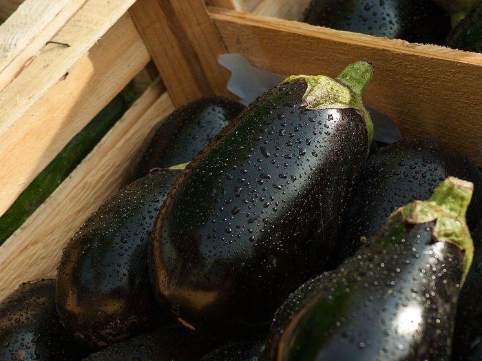 The finest Japanese nasu eggplants are on the menu in September until the end of October