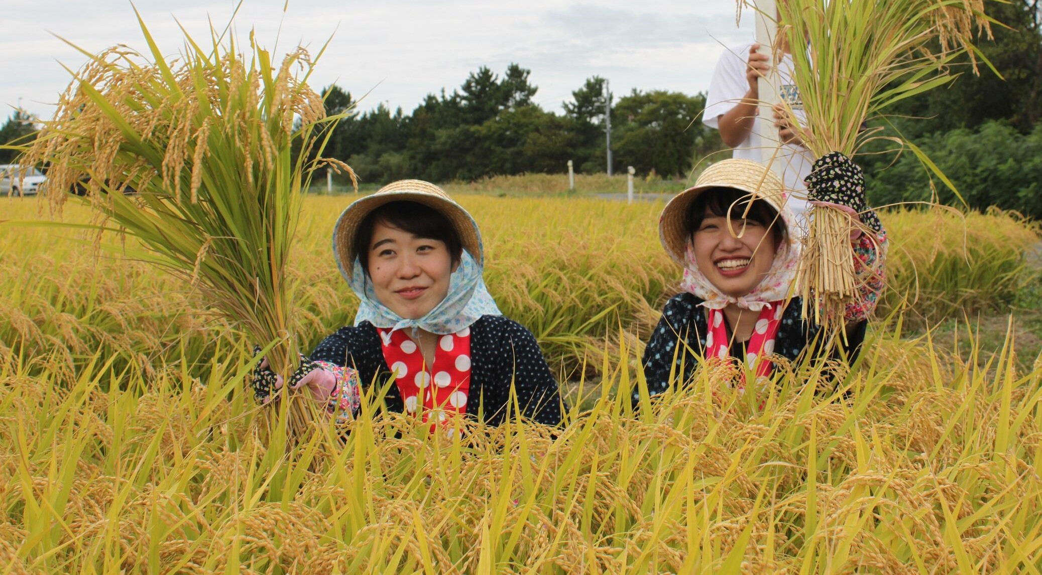 September in major parts of Japan is the month of the rice harvest