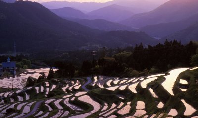 The spectacular rice terraces of Shikoku