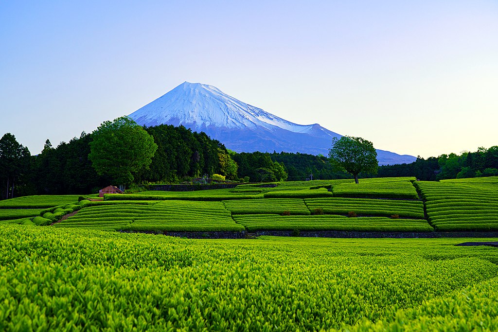 The stunning green undulating tea fields and plantations of Shizuoka Prefecture, just west of Tokyo
