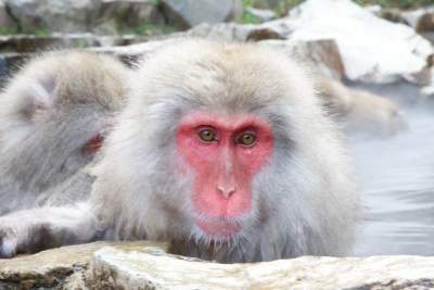 My Japan tours include itinerary designs for day trips from Tokyo to see the famous snow monkey in Nagano!