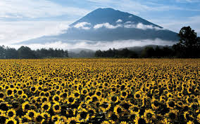 In July all over Japan but especially in Hokkaido the Japanese travel considerable distances to see sunflower fields like this one.