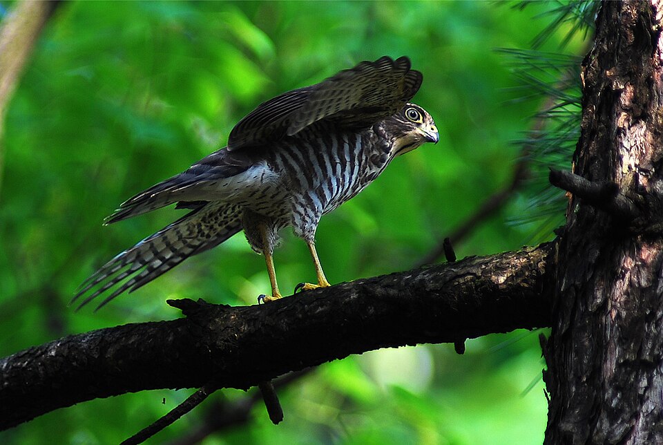 A Japanese Sparrowhawk, which are increasingly known to attack tourists and snatch food!