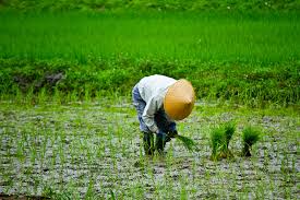 June for most of Japan but not all is the time of the year when rice is planted in Japan: by hand and by machine . . .