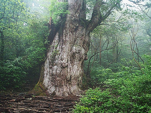 Just one of the countless giant ancient Yakushima cedar trees.